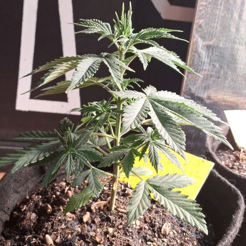 Gorilla Ghost NeedSeeds F2 #1 growlog timeline photo
