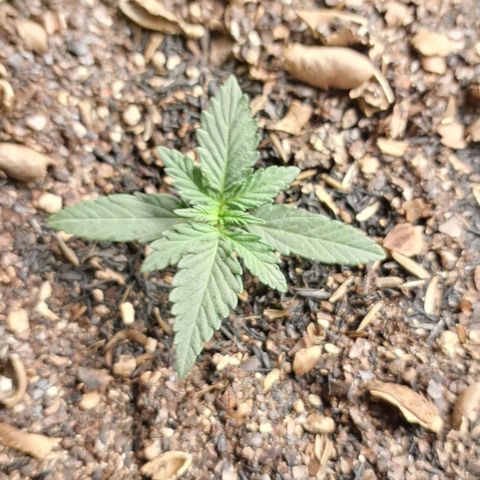 Gorilla Ghost NeedSeeds F2 #2 growlog timeline photo