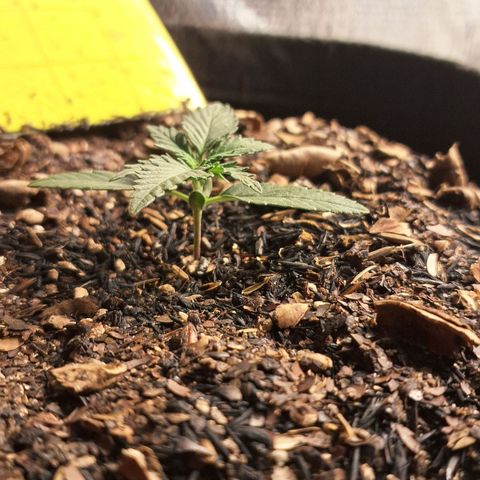 Gorilla Ghost NeedSeeds F2 #2 growlog timeline photo