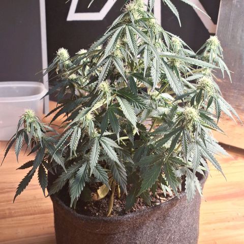 Gorilla Cookies Auto FastBuds growlog timeline photo