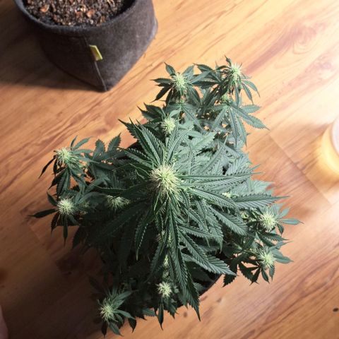 Gorilla Cookies Auto FastBuds growlog timeline photo