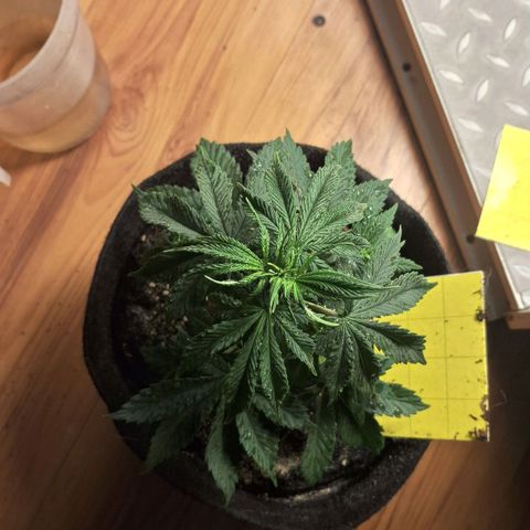 Gorilla Ghost NeedSeeds F2 #1 growlog timeline photo