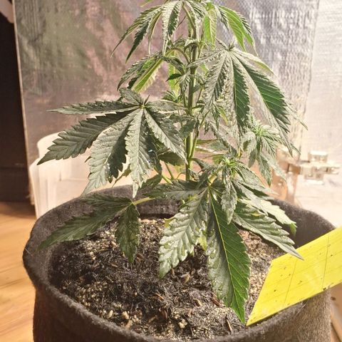 Gorilla Ghost NeedSeeds F2 #1 growlog timeline photo