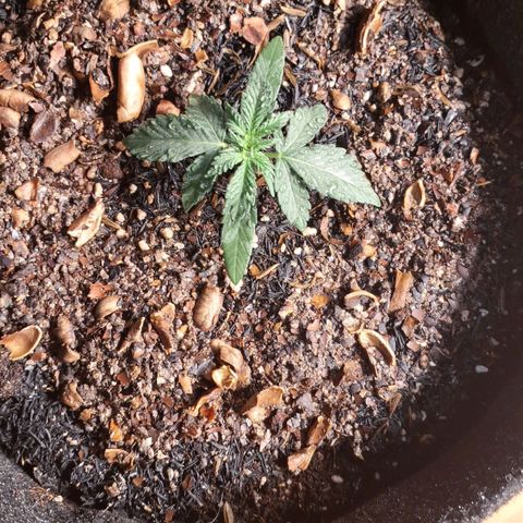 Gorilla Ghost NeedSeeds F2 #2 growlog timeline photo