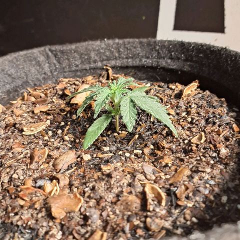 Gorilla Ghost NeedSeeds F2 #2 growlog timeline photo