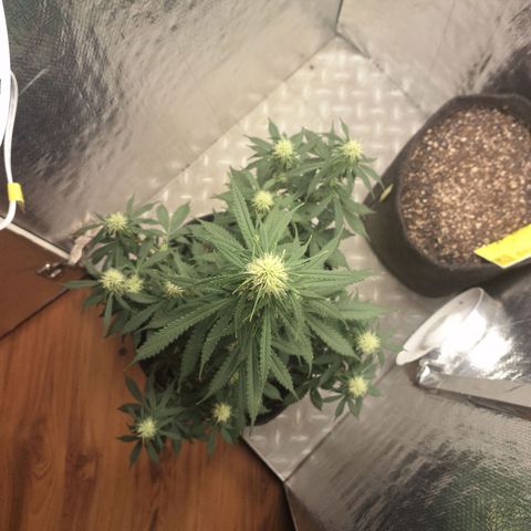 Gorilla Cookies Auto FastBuds growlog timeline photo