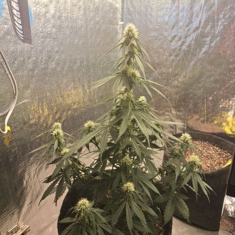 Gorilla Cookies Auto FastBuds growlog timeline photo
