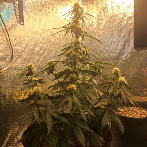Gorilla Cookies Auto FastBuds growlog timeline photo
