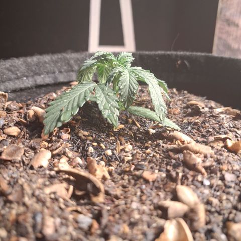 Gorilla Ghost NeedSeeds F2 #2 growlog timeline photo