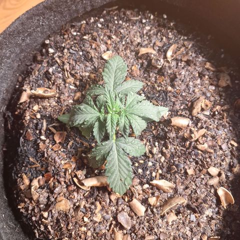 Gorilla Ghost NeedSeeds F2 #2 growlog timeline photo