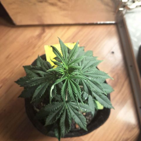Gorilla Ghost NeedSeeds F2 #1 growlog timeline photo