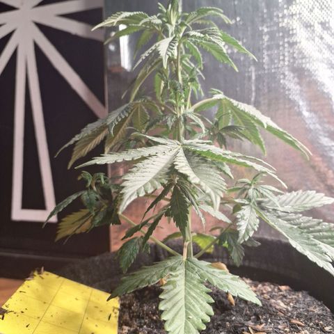 Gorilla Ghost NeedSeeds F2 #1 growlog timeline photo