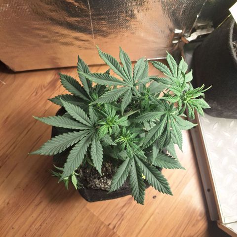 Gorilla Ghost NeedSeeds F2 #1 growlog timeline photo