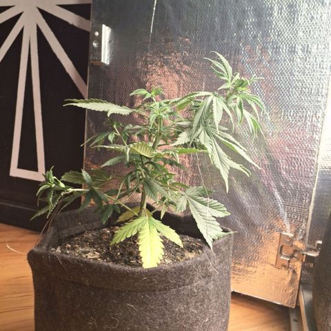 Gorilla Ghost NeedSeeds F2 #1 growlog timeline photo