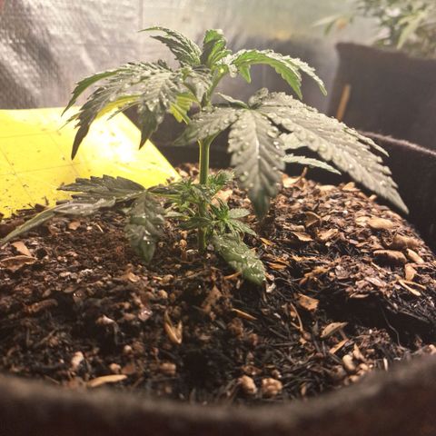 Gorilla Ghost NeedSeeds F2 #2 growlog timeline photo