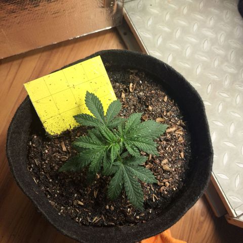 Gorilla Ghost NeedSeeds F2 #2 growlog timeline photo