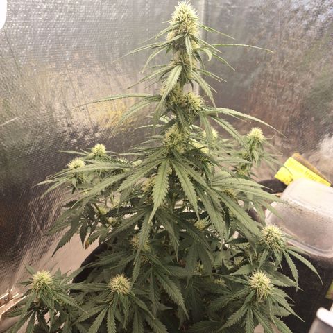 Gorilla Cookies Auto FastBuds growlog timeline photo
