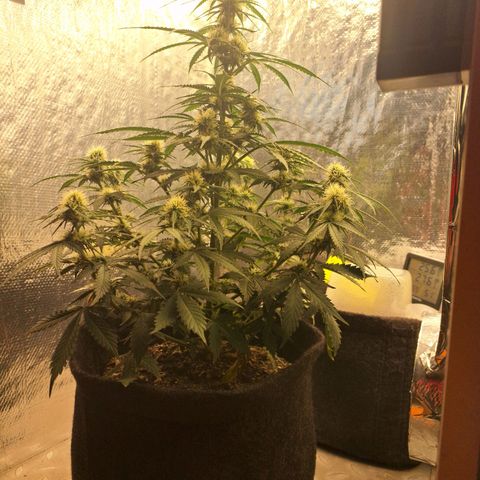 Gorilla Cookies Auto FastBuds growlog timeline photo