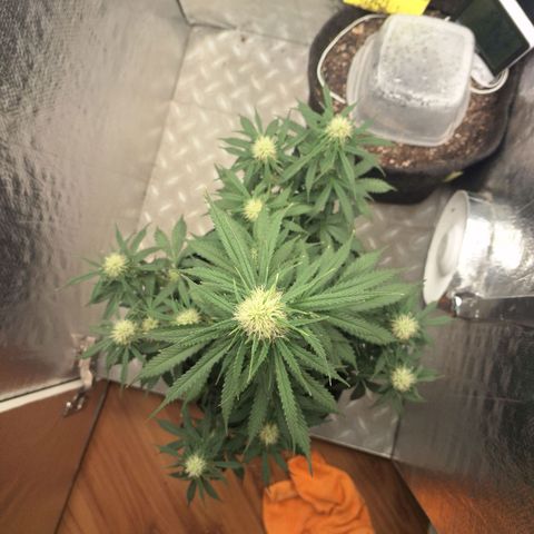 Gorilla Cookies Auto FastBuds growlog timeline photo