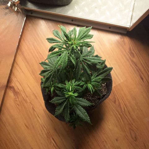Gorilla Ghost NeedSeeds F2 #1 growlog timeline photo