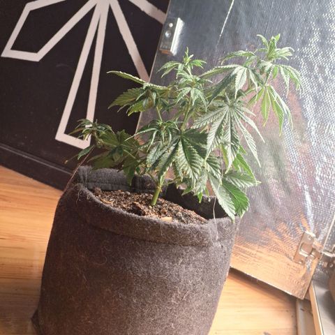 Gorilla Ghost NeedSeeds F2 #1 growlog timeline photo