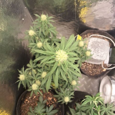 Gorilla Cookies Auto FastBuds growlog timeline photo