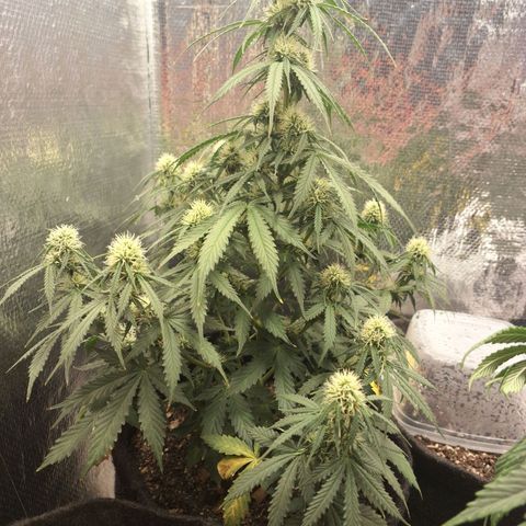 Gorilla Cookies Auto FastBuds growlog timeline photo