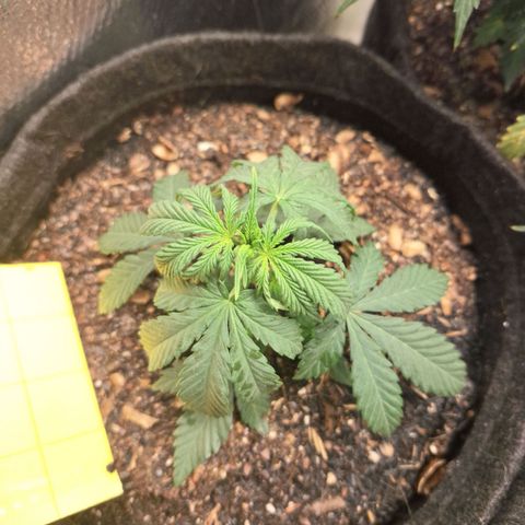 Gorilla Ghost NeedSeeds F2 #2 growlog timeline photo