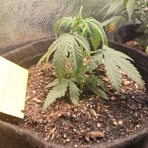 Gorilla Ghost NeedSeeds F2 #2 growlog timeline photo