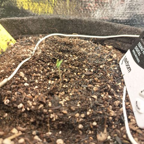 Wedding Cake Zé Seeds growlog timeline photo