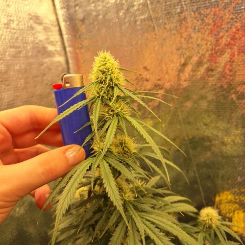Gorilla Cookies Auto FastBuds growlog timeline photo