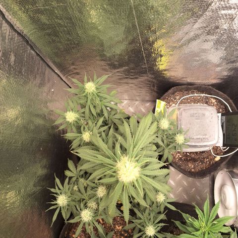 Gorilla Cookies Auto FastBuds growlog timeline photo