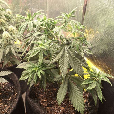 Gorilla Ghost NeedSeeds F2 #1 growlog timeline photo