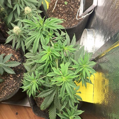 Gorilla Ghost NeedSeeds F2 #1 growlog timeline photo