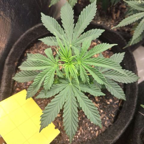 Gorilla Ghost NeedSeeds F2 #2 growlog timeline photo