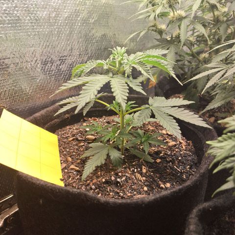 Gorilla Ghost NeedSeeds F2 #2 growlog timeline photo