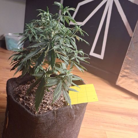 Gorilla Ghost NeedSeeds F2 #1 growlog timeline photo