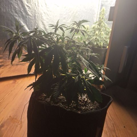 Gorilla Ghost NeedSeeds F2 #1 growlog timeline photo