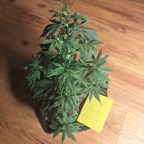 Gorilla Ghost NeedSeeds F2 #1 growlog timeline photo