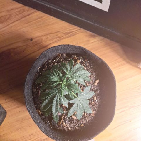 Gorilla Ghost NeedSeeds F2 #2 growlog timeline photo