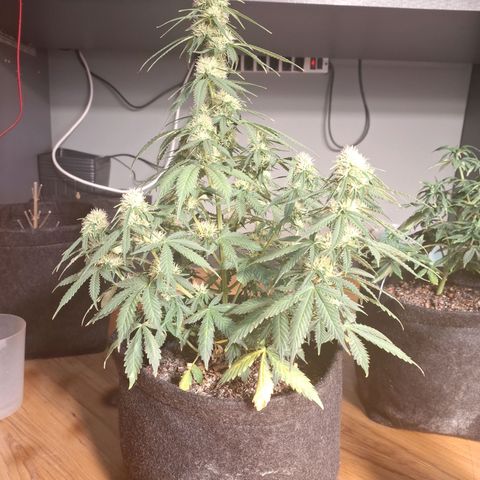 Gorilla Cookies Auto FastBuds growlog timeline photo
