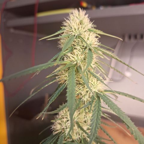 Gorilla Cookies Auto FastBuds growlog timeline photo