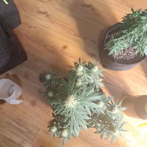 Gorilla Cookies Auto FastBuds growlog timeline photo
