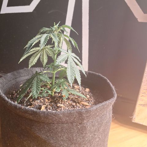 Gorilla Ghost NeedSeeds F2 #2 growlog timeline photo
