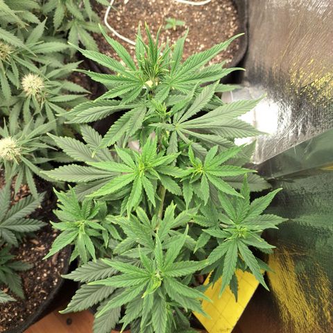 Gorilla Ghost NeedSeeds F2 #1 growlog timeline photo