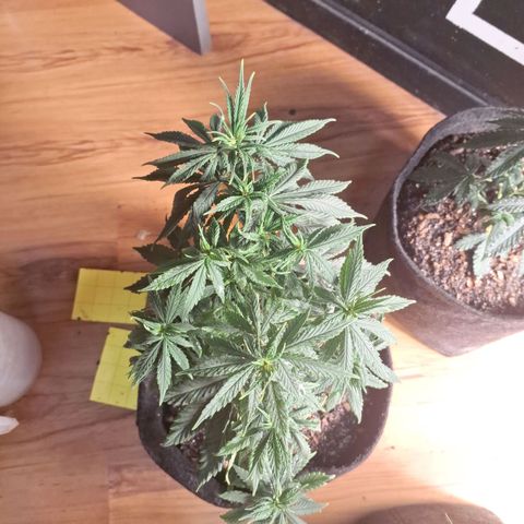 Gorilla Ghost NeedSeeds F2 #1 growlog timeline photo