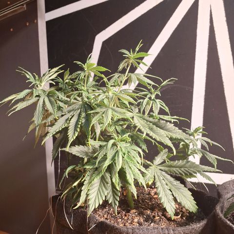 Gorilla Ghost NeedSeeds F2 #1 growlog timeline photo