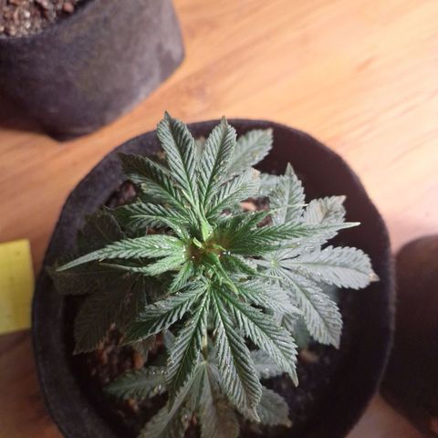 Gorilla Ghost NeedSeeds F2 #2 growlog timeline photo