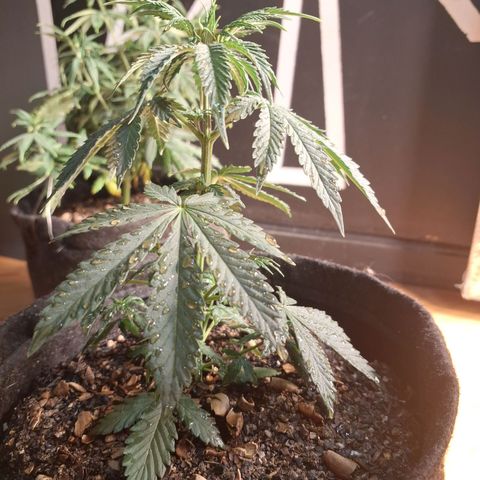 Gorilla Ghost NeedSeeds F2 #2 growlog timeline photo