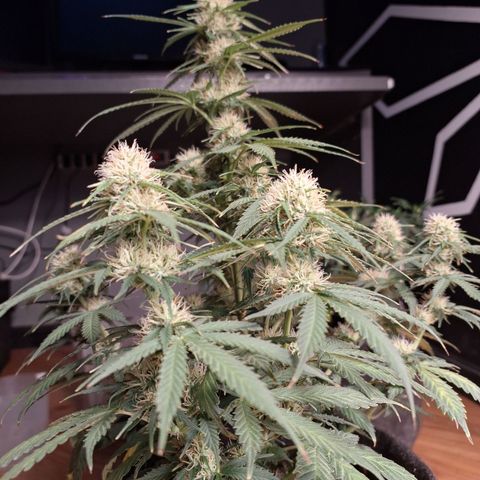 Gorilla Cookies Auto FastBuds growlog timeline photo